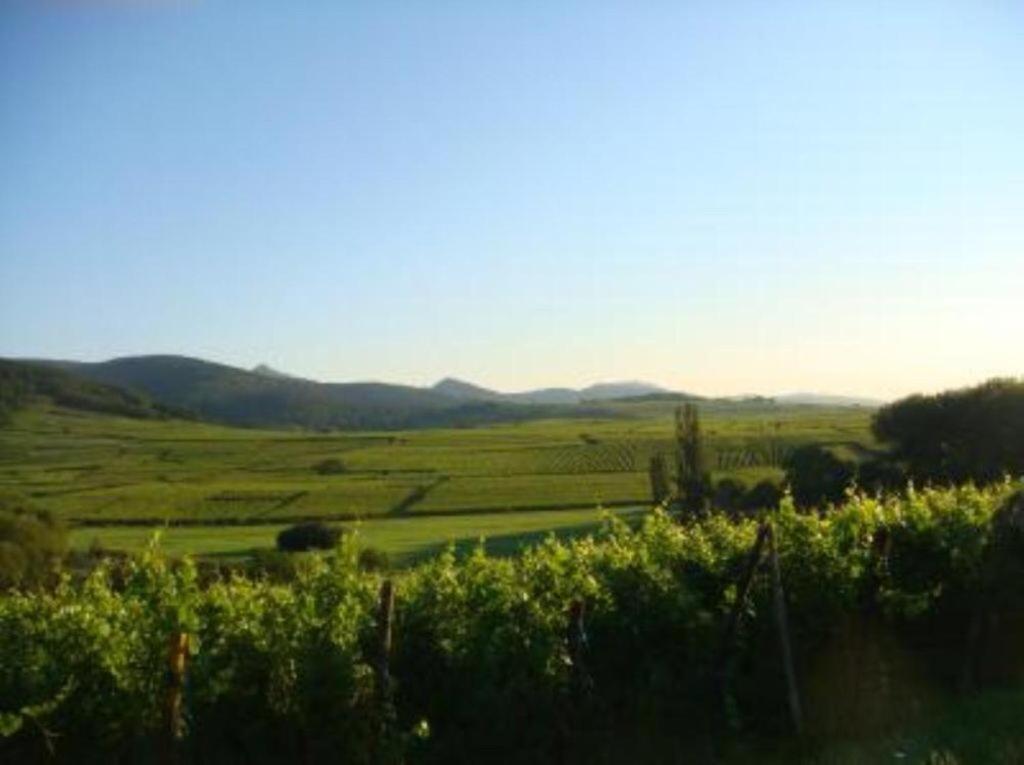Vue Sur Vignes Apartment Olenevka Ngoại thất bức ảnh