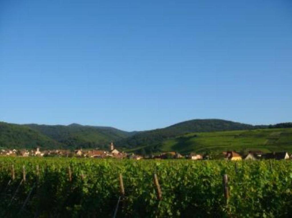 Vue Sur Vignes Apartment Olenevka Ngoại thất bức ảnh